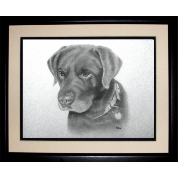 Labrador