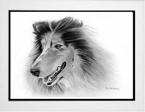 Pet Portrait commission