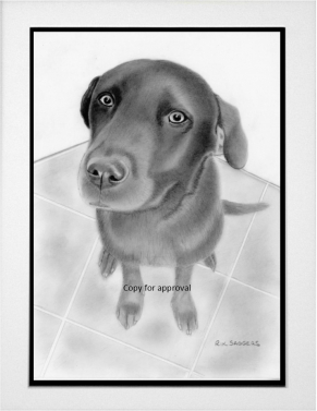 Labrador portrait commission