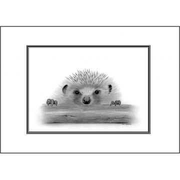 Hedgehog general greeting card - Code 060