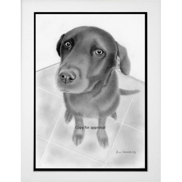 Labrador portrait commission